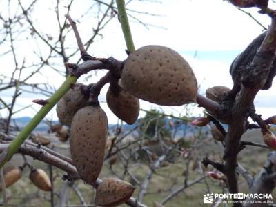 Cebreros - La Merina, Atalaya de ensueño - fruto del almendro, almendras;viajes de ensueño